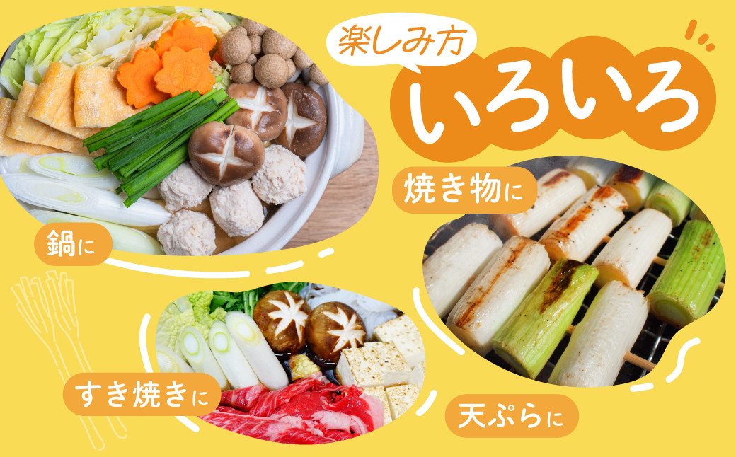 くろまる農園　富山の白ネギ（泥付き）3キロ