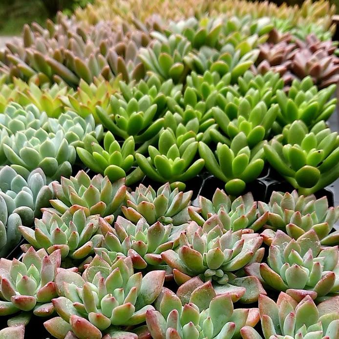 多肉アレンジ2個set（A）