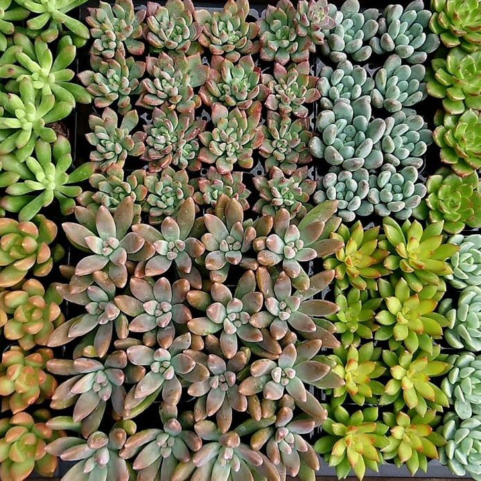 多肉アレンジ2個set（B）