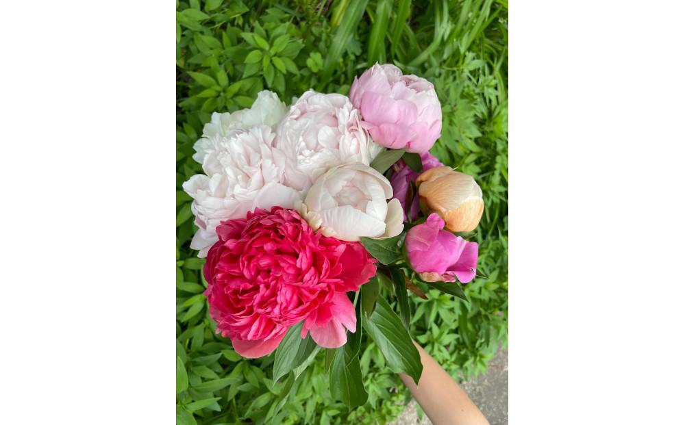 富山市八尾町産　芍薬花　母の月5月限定 「感謝を伝えよう芍薬」30本