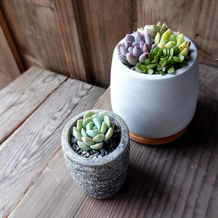 多肉アレンジ2個set（B）