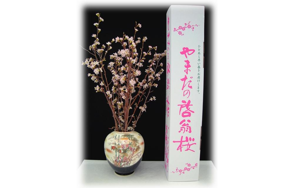 【2026年発送】やまだの啓翁桜　6本