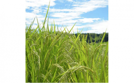 富山県産コシヒカリ 5kg×2袋(計10kg) 高岡市 米 精米 FAD-1794