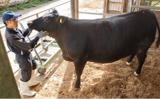 寿五位高岡牛カレー ( 中辛 ) 200g×3個 カレー レトルト 牛 お