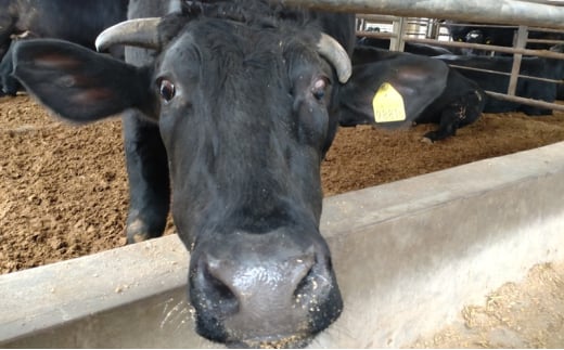 寿五位高岡牛カレー ( 中辛 ) 200g×3個 カレー レトルト 牛 お