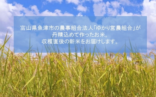 富山県魚津市産の富富富 10kg(玄米) ※北海道・沖縄・離島への配送不可 ※2025年9月下旬～12月下旬頃に順次発送予定