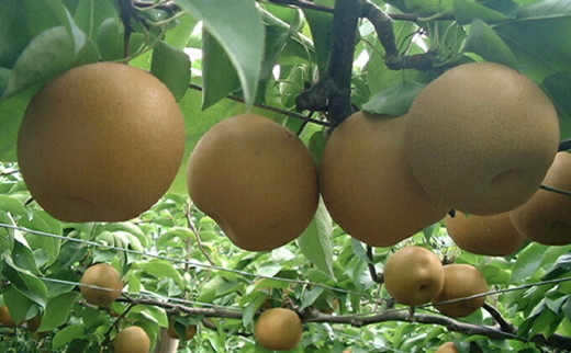 魚津の梨「樹熟の豊水」約5kg（中玉）※北海道・沖縄・離島への配送不可 ※2025年9月上旬～9月中旬頃に順次発送予定