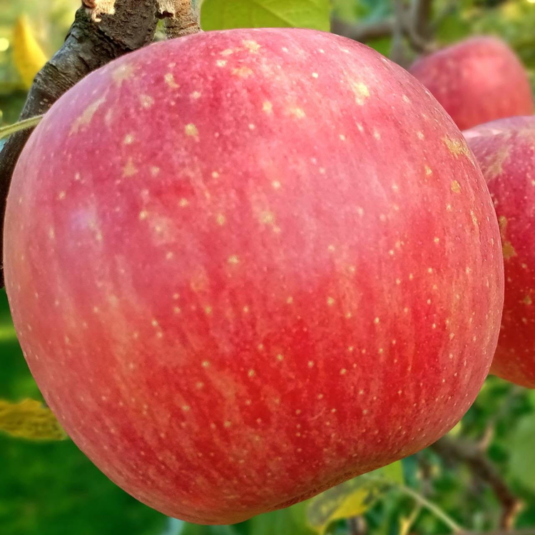 【早期予約】りんご 加積りんご 樹熟サンふじ 約5kg｜ふじ 魚津市産 富山 リンゴ 林檎 くだもの 果物 フルーツ デザート 産地直送 富山県 ※北海道・沖縄・離島への配送不可 ※2025年12月上旬～2026年2月上旬頃に順次発送予定