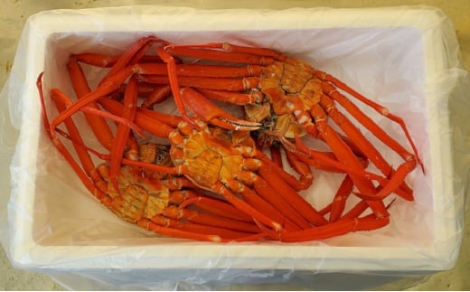 訳あり カニ 魚卸問屋のベニズワイガニ 約2kg 蟹 かに 紅ズワイガニ はりたや【 わけあり 】 ※2025年9月下旬～2026年5月下旬頃に順次発送予定 ※北海道・沖縄・離島への配送不可