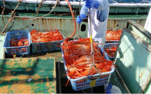 【9-11月出荷】蒸し紅ズワイガニ 1杯（約800g以上） ｜ 甲殻類 海の幸 海鮮 蒸し加工 水揚げ 後すぐ 旨味 凝縮 晩酌 お酒 お供 あて 肴 つまみ 富山県産 魚津市産 ※2025年9月下旬～11月下旬頃に順次発送予定 ※北海道・沖縄・離島への配送不可