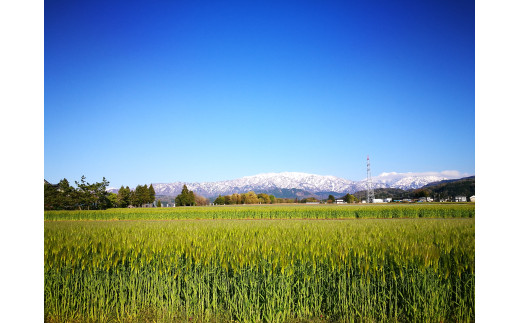 魚津の麦茶 350ml 24本 ｜麦茶 六条麦茶 お茶 ペットボトル 茶 清涼飲料水 六条麦茶 北アルプス 水　【 むぎ茶 】