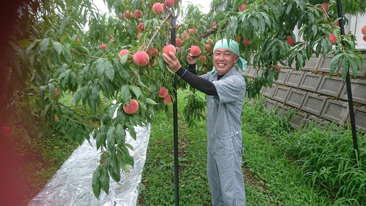 【先行受付】魚津の桃「品種おまかせ」約3kg ヴィータ・デ・フルッタ関口農園 ※北海道・沖縄・離島への配送不可 ※2025年7月下旬～8月上旬頃に順次発送予定