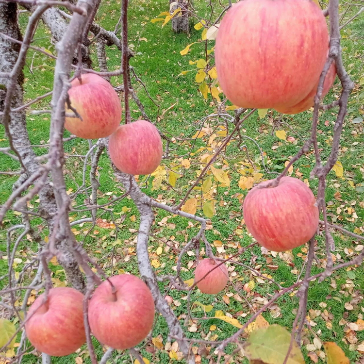 【早期予約】りんご 加積りんご 樹熟サンふじ特 約5kg｜ふじ 魚津市産 富山 リンゴ 林檎 くだもの 果物 フルーツ デザート 産地直送 富山県 ※2025年12月上旬～2026年2月上旬頃に順次発送予定