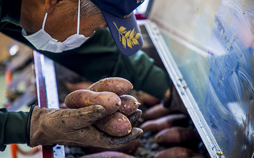 【ぶどうの森】冷凍アチイモ ×４袋　べにはるか【焼き芋 焼いも やきいも 国産】　※2026年1月下旬～7月下旬頃に順次発送予定