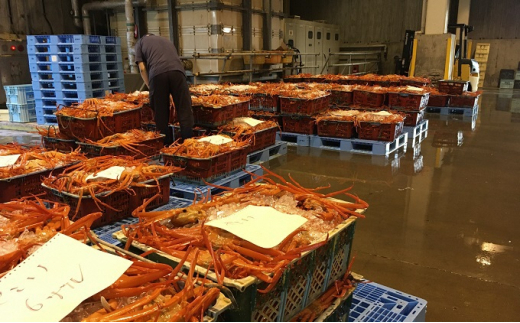 【9-11月出荷】蒸し紅ズワイガニ 2杯 ｜ 甲殻類 海の幸 海鮮 蒸し加工 水揚げ 後すぐ 旨味 凝縮 晩酌 お酒 お供 あて 肴 つまみ 富山県産 魚津市産 ※2025年9月下旬～11月下旬頃に順次発送予定 ※北海道・沖縄・離島への配送不可