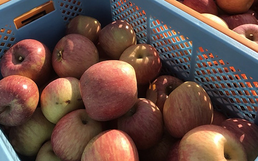 加積りんごパイ 50入