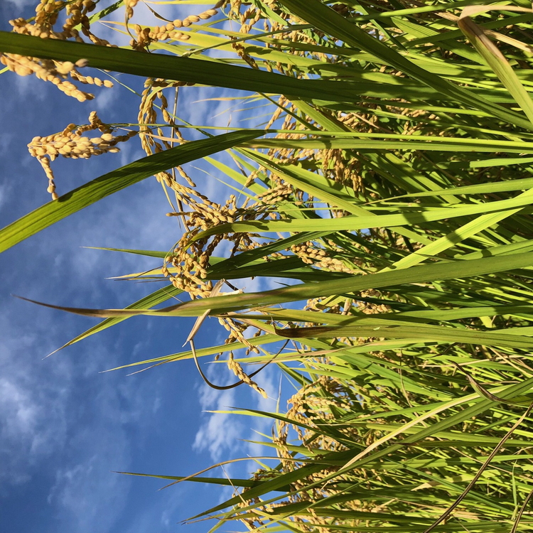 【令和7年度米】農家直送「 富富富 」5kg（白米）｜富山米 ふふふ　※北海道・沖縄・離島への配送不可