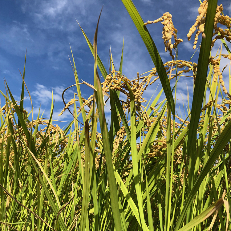 【令和7年度米】農家直送「 富富富 」10kg（白米）｜富山米 ふふふ　※北海道・沖縄・離島への配送不可