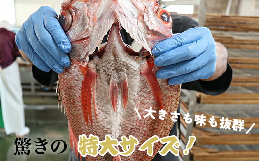 【極】日本海産のどぐろ開き　800ｇ級×1尾  富山 魚津 浜浦水産