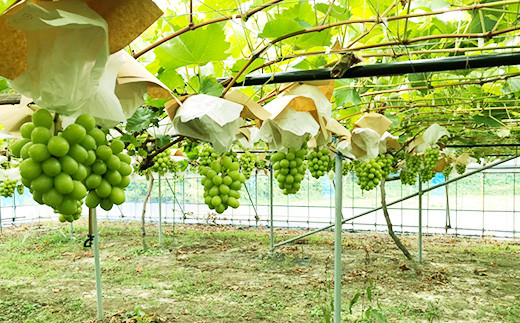 完熟ドライグレープMIX1袋（シャインマスカット＆巨峰）｜果物詰合せ・フルーツ・加工食品・シャインマスカット・巨峰・ドライフルーツ ※北海道・沖縄・離島への配送不可