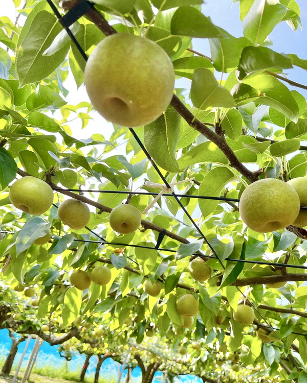 【早期予約】【プレミアム】林秋男果樹園の完熟梨「幸水」5kg｜フルーツ なし 富山県魚津市　※北海道・沖縄・離島への配送不可　※2024年8月中旬頃より順次発送予定
