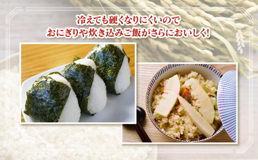 【令和7年度米】【先行予約】【農家直送】環境配慮「魚津のミルキークイーン（晃米）」20kg（白米） ｜新米 MK農産 白米 銘柄米 ブランド米 ご飯 おにぎり お弁当 和食 主食 国産 産地直送 甘み 香り もちもち ※2025年9月中旬頃より順次発送予定 ※北海道・沖縄・離島への配送不可