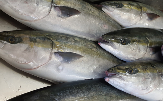 【自然に優しい定置網漁ブリ使用】天然 寒の汐ぶり2切  富山 魚津 ハマオカ海の幸