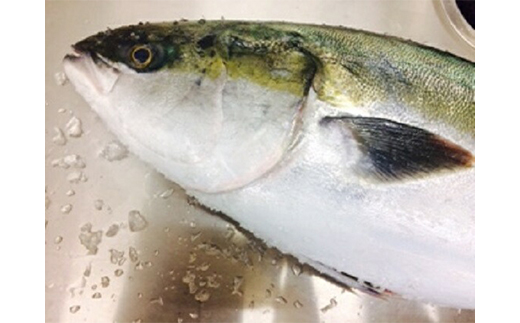 脂じゅわり「特選のどぐろ一夜干し」と熟成干物「天然 寒の汐ぶり」と高級鮮魚「白えび」セット