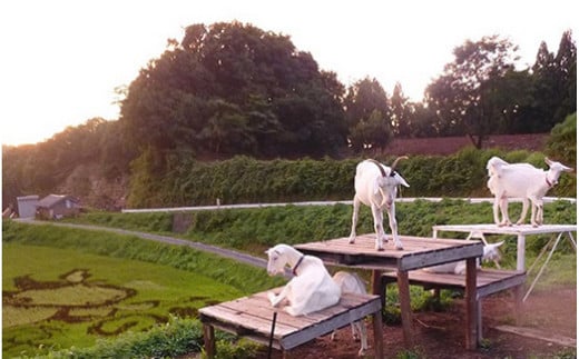 米 令和7年 コシヒカリ 5kg 無洗米 棚田米 ※北海道・沖縄・離島への配送不可