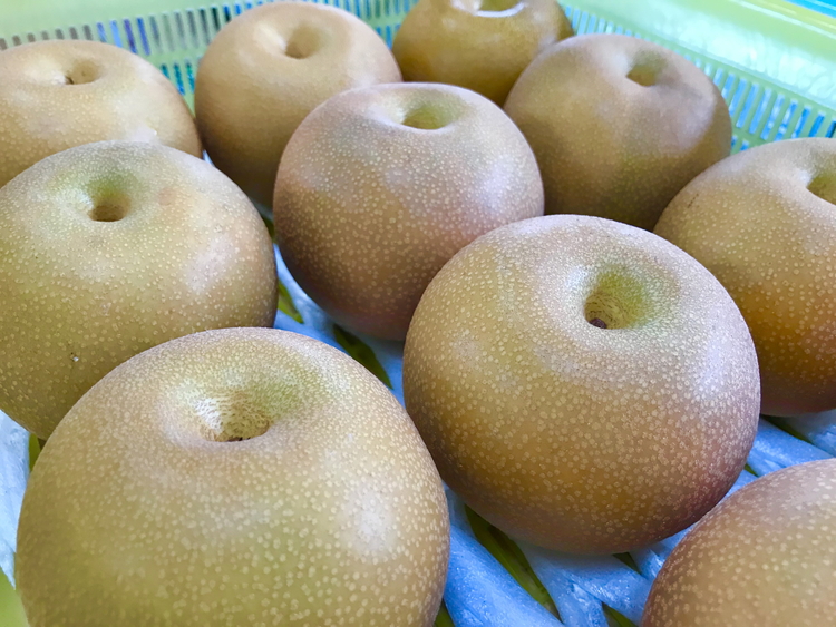 【早期予約】魚津：林秋男果樹園の完熟梨「豊水」5kg｜フルーツ なし 富山県魚津市　※北海道・沖縄・離島への配送不可　※2025年9月上旬頃より順次発送予定