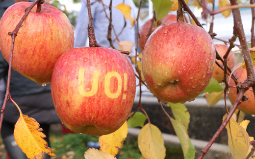 地域限定タカラクラフトチューハイ【富山　加積りんご】330ml×12本