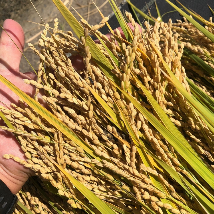 【令和7年度米】農家直送「 富富富 」5kg（白米）｜富山米 ふふふ　※北海道・沖縄・離島への配送不可