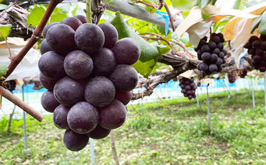 完熟ドライグレープMIX1袋（シャインマスカット＆巨峰）｜果物詰合せ・フルーツ・加工食品・シャインマスカット・巨峰・ドライフルーツ ※北海道・沖縄・離島への配送不可