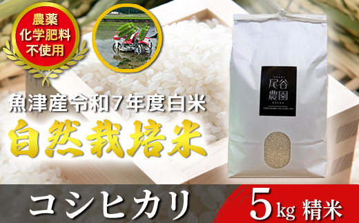【令和7年度産米】尾谷農園 自然栽培米コシヒカリ 精米5kg ※北海道・沖縄・離島への配送不可