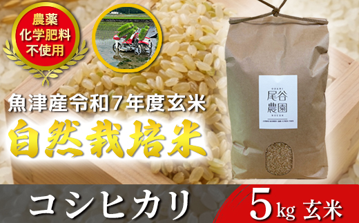 【令和7年度産米】尾谷農園 自然栽培米コシヒカリ 玄米5kg ※北海道・沖縄・離島への配送不可