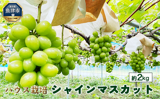 桃山ぶどう園のシャインマスカット約2kg（ハウス栽培）｜フルーツ 果物　※北海道・沖縄・離島への配送不可　※2025年9月中旬頃より順次発送予定