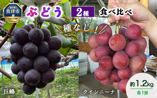 【早期予約】桃山ぶどう園の2種食べ比べ（巨峰・クイーンニーナ）約1.2kg｜フルーツ 果物 ブドウ　※北海道・沖縄・離島への配送不可　※2025年9月中旬頃より順次発送予定