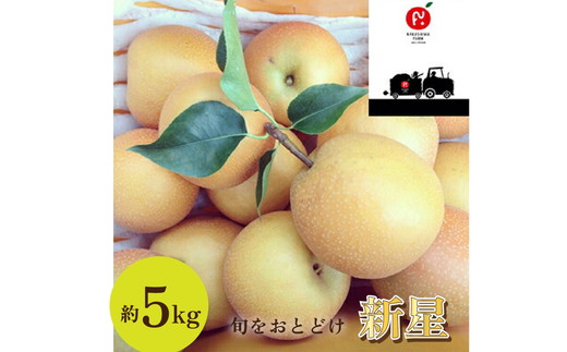 中島果樹園の梨「新星」約5kg 富山県魚津産 ※北海道・沖縄・離島への配送不可