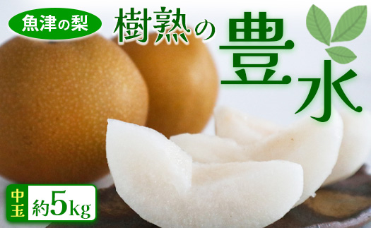 魚津の梨「樹熟の豊水」約5kg（中玉）※北海道・沖縄・離島への配送不可 ※2025年9月上旬～9月中旬頃に順次発送予定