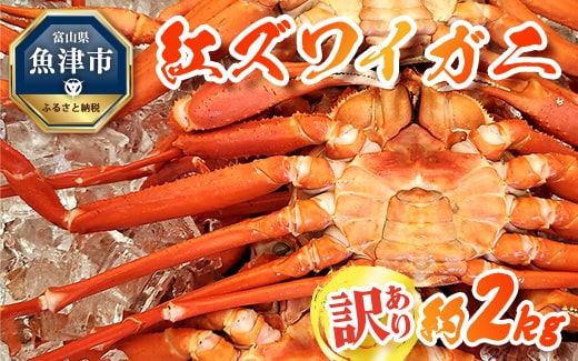 訳あり カニ 魚卸問屋のベニズワイガニ 約2kg 蟹 かに 紅ズワイガニ はりたや【 わけあり 】 ※2025年9月下旬～2026年5月下旬頃に順次発送予定 ※北海道・沖縄・離島への配送不可