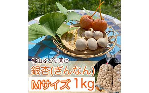 桃山ぶどう園の『ぎんなん(殻付き)』Mサイズ　約1kg　※北海道・沖縄・離島への配送不可　※2025年11月上旬頃より順次発送予定