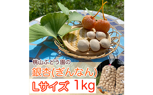 桃山ぶどう園の『ぎんなん(殻付き)』Ｌサイズ　約1kg　※北海道・沖縄・離島への配送不可　※2025年11月上旬頃より順次発送予定