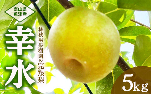 【早期予約】魚津：林秋男果樹園の完熟梨「幸水」5kg｜フルーツ なし 富山県魚津市　※北海道・沖縄・離島への配送不可　※2025年8月中旬頃より順次発送予定