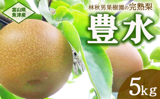 【早期予約】魚津：林秋男果樹園の完熟梨「豊水」5kg｜フルーツ なし 富山県魚津市　※北海道・沖縄・離島への配送不可　※2025年9月上旬頃より順次発送予定