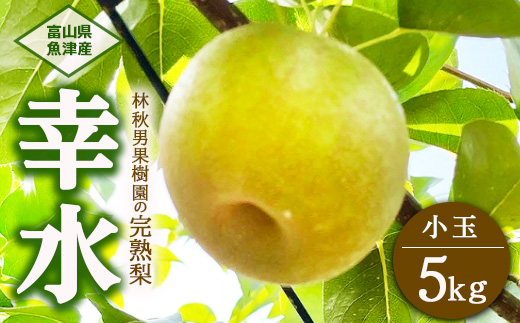 【早期予約】【小玉】林秋男果樹園の完熟梨「幸水」5kg｜フルーツ なし 富山県魚津市　※北海道・沖縄・離島への配送不可　※2025年8月中旬頃より順次発送予定