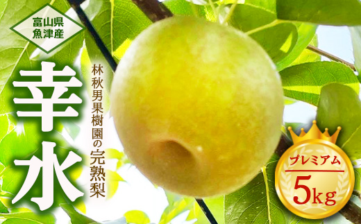 【早期予約】【プレミアム】林秋男果樹園の完熟梨「幸水」5kg｜フルーツ なし 富山県魚津市　※北海道・沖縄・離島への配送不可　※2024年8月中旬頃より順次発送予定