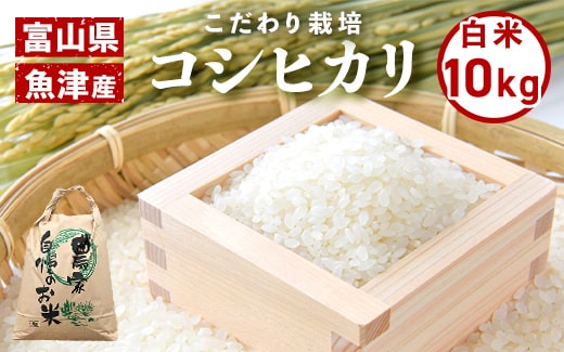 20kg（5kg×4袋）×3ヶ月定期便 富山県うおづ産米コシヒカリ 白米 富山米