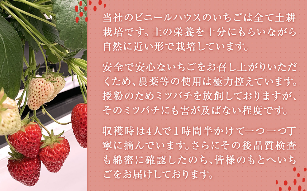 冷凍イチゴ650g×２パック