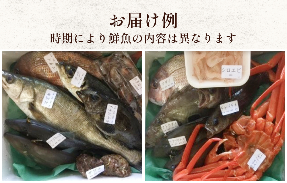 【定期便12ヶ月 】天然のいけす 富山湾 氷見漁港 旬の鮮魚