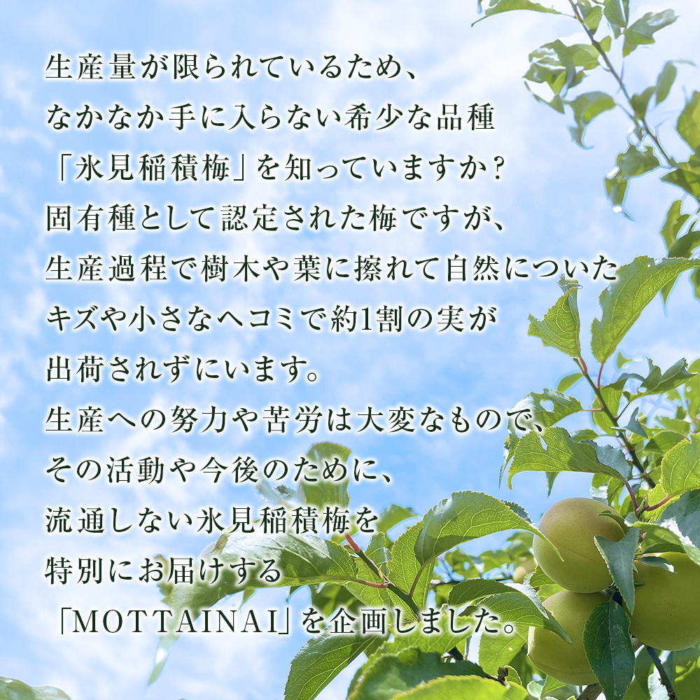 【訳あり】【先行予約】MOTTAINAI 氷見稲積梅 2kg ＜6月下旬発